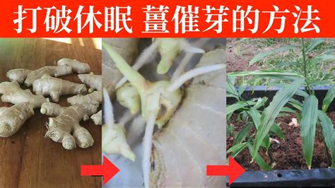 薑發芽種植|家裡種薑指南：準備、催芽，讓你的生姜高產 